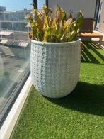 Planten pot, Ophalen, Zomer, Overige soorten, Volle zon
