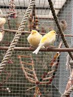 Kanaries, Dieren en Toebehoren, Vogels | Kanaries, Meerdere dieren, Kleurkanarie