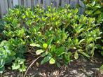 Skimmia H 63 cm B 85 x 80 cm, Ophalen, Struik, Minder dan 100 cm