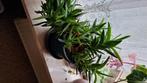 Planten, Ophalen, Overige soorten, Minder dan 100 cm