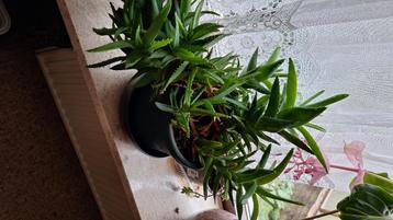 Planten beschikbaar voor biedingen