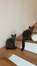 2 Britse Korthaar kittens – apart of samen, Dieren en Toebehoren, Katten en Kittens | Overige Katten, Poes, Kortharig, 0 tot 2 jaar