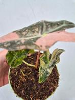 Alocasia Nobilis Pink Variegata p12, Huis en Inrichting, Kamerplanten, Ophalen of Verzenden, Halfschaduw, Minder dan 100 cm