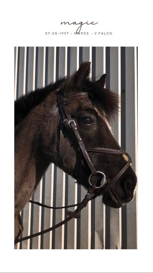 Mt Pony Dyon Hoofdstel Mexicaanse Neusriem Bruin met Teugels, Dieren en Toebehoren, Paarden en Pony's | Hoofdstellen en Tuigage