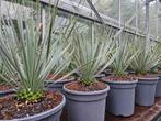Yucca rostrata, Ophalen, Zomer, Overige soorten, Volle zon