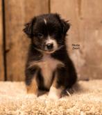 Australian shepherd puppy's, Nederland, 8 tot 15 weken, Meerdere, Meerdere dieren