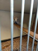 Broedrijp koppel fischerie bewezen, Dieren en Toebehoren, Vogels | Parkieten en Papegaaien, Meerdere dieren, Parkiet