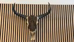 Buffel schedel uit Z/O Azië., Antiek en Kunst, Ophalen