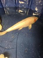 Tancho Japanse koi, Karper of Koi