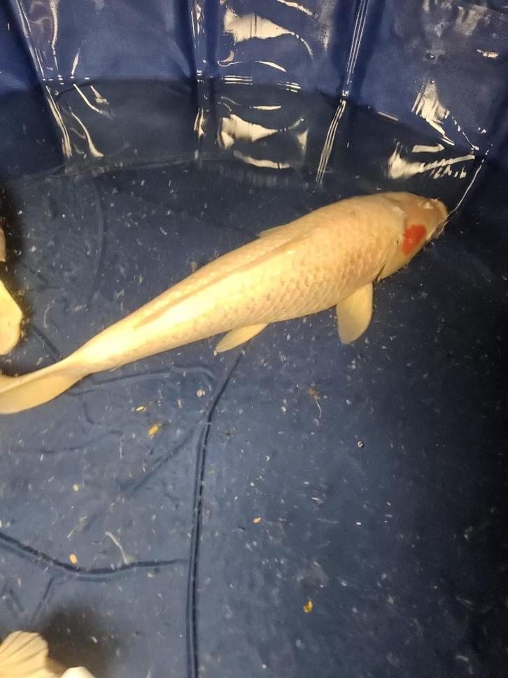 Tancho Japanse koi, Dieren en Toebehoren, Vissen | Vijvervissen, Karper of Koi