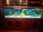 Aquarium 2m + kast en toebehoren, Ophalen, Gebruikt, Gevuld zoetwateraquarium