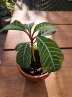 Madagascar Jewel Stekjes, Overige soorten, Vaste plant, Ophalen of Verzenden, Bloeit niet