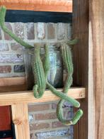 Don Cactus in Glazen Pot, Minder dan 100 cm, Groene kamerplant, Halfschaduw, Ophalen of Verzenden