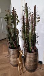 2 Euphorbia Rubra zeer gezond en nu voor hier te groot, Huis en Inrichting, Minder dan 100 cm, Halfschaduw, Ophalen