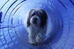 Agility Tunnel Training Hondensport Hondentraining Honden, Ophalen of Verzenden, Nieuw