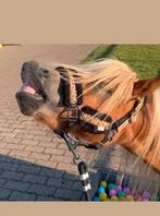 Lieve leuke verzorger gezocht voor jonge pony!!, Dieren en Toebehoren, Paarden en Pony's | Overige Paardenspullen, Ophalen, Nieuw