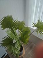 Mooie Palm in Pot, Huis en Inrichting, Kamerplanten, Palm, In pot, Minder dan 100 cm, Groene kamerplant