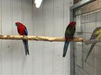 Pennantrosella koppel lees goed !!!, Dieren en Toebehoren, Meerdere dieren, Parkiet