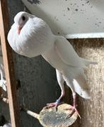 Brünner kroppers, Dieren en Toebehoren, Meerdere dieren