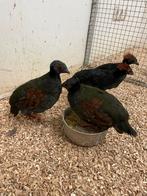 Roul Roul, Meerdere dieren, Geringd