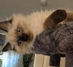 Raszuivere Ragdoll kittens, Dieren en Toebehoren, Katten en Kittens | Raskatten | Langhaar, Meerdere dieren, 0 tot 2 jaar