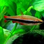 Potloodvisje (Rood), Dieren en Toebehoren, Vissen | Aquariumvissen, Vis, Zoetwatervis, Schoolvis