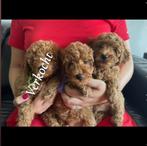 Toy/dwergpoedel pups, Poedel, Reu, CDV (hondenziekte), 8 tot 15 weken