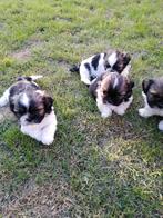 Vier Shih Tzu-pups zoeken een goed thuis.  Geboren op 13/04., Dieren en Toebehoren, Honden | Chihuahua's en Gezelschapshonden
