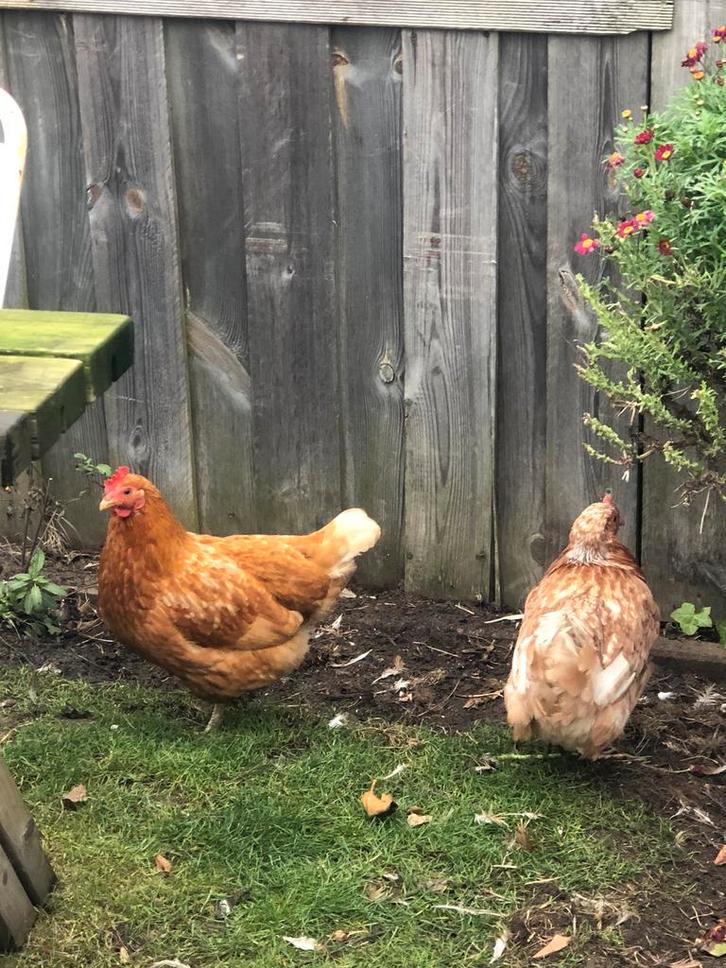 4 kipjes samen over te nemen, Dieren en Toebehoren, Pluimvee, Kip, Vrouwelijk