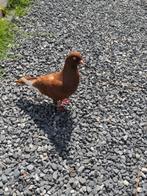 Bruine sierduif - gratis op te halen, Dieren en Toebehoren, Vogel