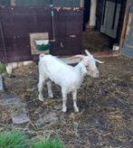 angorageiten/ angorabok, Dieren en Toebehoren, Schapen, Geiten en Varkens, Mannelijk, Geit, 0 tot 2 jaar