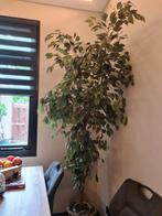 Nep boom/plant, Ophalen, Zo goed als nieuw, Binnen