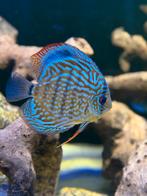Koppel discussen, Dieren en Toebehoren, Vissen | Aquariumvissen, Vis