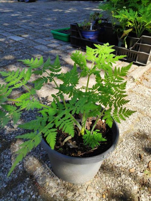 Roomse kervel, Tuin en Terras, Planten | Tuinplanten, Overige soorten, Halfschaduw, Ophalen