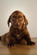 Labrador choco, Dieren en Toebehoren, Honden | Retrievers, Spaniëls en Waterhonden, Particulier, Rabiës (hondsdolheid), Meerdere