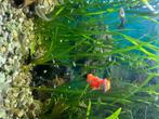 Guppy’s, Dieren en Toebehoren, Vis, Zoetwatervis