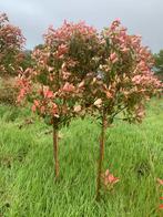 Photinia glansmispel bomen zelf rooien! Uitzoeken €25 ps, Tuin en Terras, Planten | Bomen, Minder dan 100 cm, Overige soorten