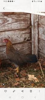 Drentse hoen Krielkipje., Dieren en Toebehoren, Pluimvee, Vrouwelijk, Kip