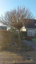 Boom bol catalpa, Ophalen of Verzenden, Volle zon, Overige soorten