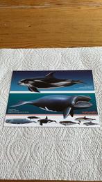 Postkaart Naturalis - Witsnuitdolfijn - Noordkaper - Walvis, Ophalen of Verzenden, 1980 tot heden, Ongelopen, Waterdier