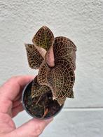 Jewel orchid Anoectochileilus rox x ludisia d p6,5