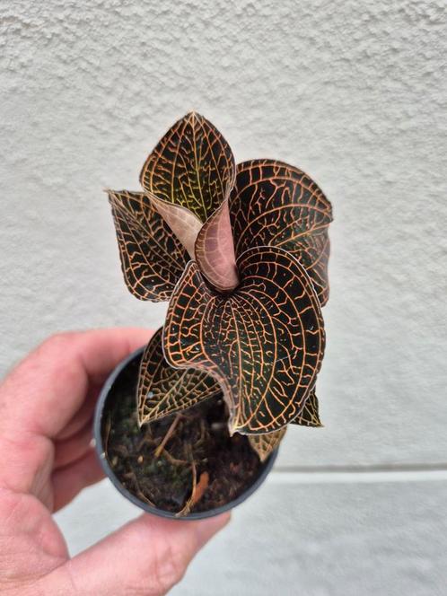 Jewel orchid Anoectochileilus rox x ludisia d p6,5, Huis en Inrichting, Kamerplanten, Overige soorten, Minder dan 100 cm, Ophalen of Verzenden