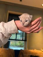 Ragdoll kittens 100% ragdoll nestje vijf stuks, Geslacht onbekend, Ontwormd, 0 tot 2 jaar