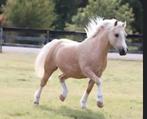 Verzorgpony gezocht in Montfoort, Ophalen
