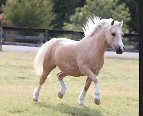 Verzorgpony gezocht in Montfoort, Dieren en Toebehoren, Paarden en Pony's | Verzorgingsproducten, Ophalen