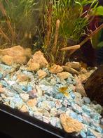 Aquarium met gele garnalen en slakken, Dieren en Toebehoren, Vissen | Aquaria en Toebehoren, Ophalen, Gevuld zoetwateraquarium