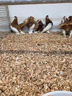 Wolga postuur tuimelaars, Meerdere dieren, Overige soorten