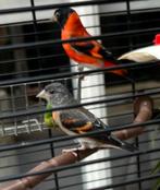 Koppel kapoetsensijzen, Meerdere dieren, Kleurkanarie