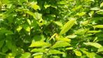 Carpinus betulus Gewone haagbeuk , heg haag en (vorm)boom, Ophalen of Verzenden, Haagbeuk, Haag, 100 tot 250 cm