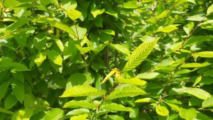 Carpinus betulus Gewone haagbeuk , heg haag en (vorm)boom, Tuin en Terras, Planten | Struiken en Hagen, Haag, Haagbeuk, 100 tot 250 cm